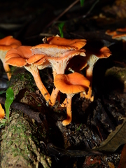 Cantharellus guyanensis