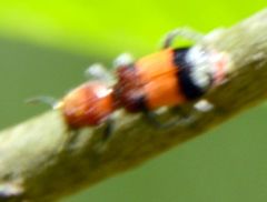 Enoclerus ichneumoneus