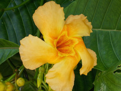 Odontadenia semidigyna