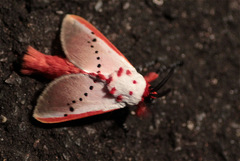 Trosia nigropunctigera