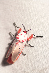 Trosia nigropunctigera