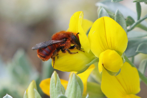 Osmia ferruginea