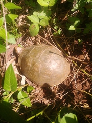 Terrapene carolina triunguis