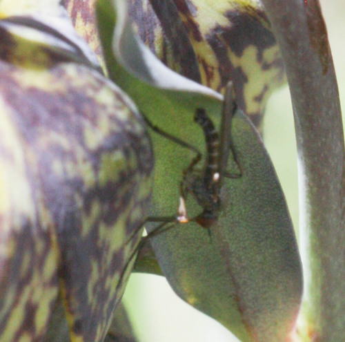 Empididae