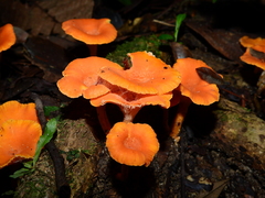 Cantharellus guyanensis