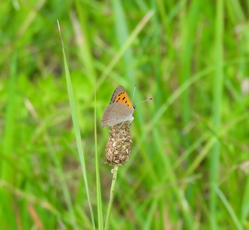 Small Copper