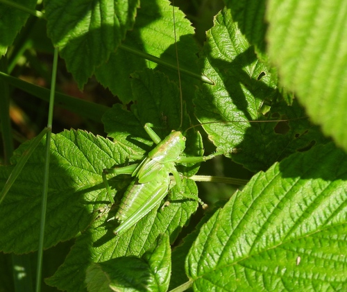 Great Green Bush-cricket