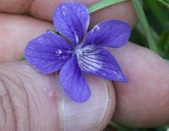 Viola adunca adunca