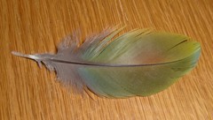 Psittaculidae
