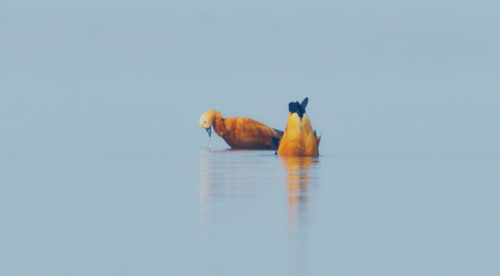 Ruddy Shelduck