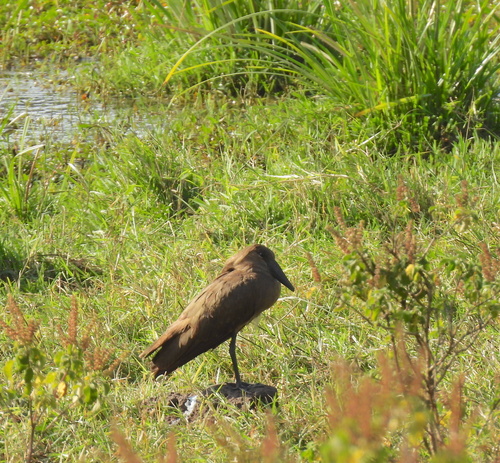 iNaturalist image