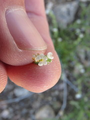 Pectocarya heterocarpa