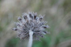 Clinopodium caucasicum