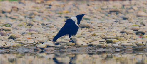 Collared Crow