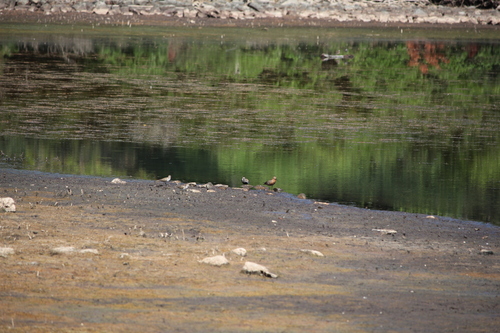 iNaturalist image