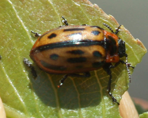 Chrysomela confluens photo 5