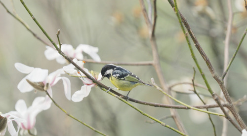 Yellow-bellied Tit