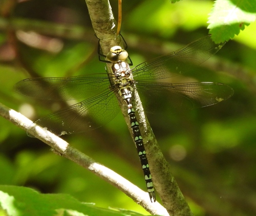 Southern Hawker
