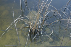 Schoenoplectus litoralis