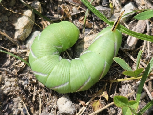 Privet Hawkmoth