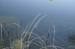 Schoenoplectus litoralis