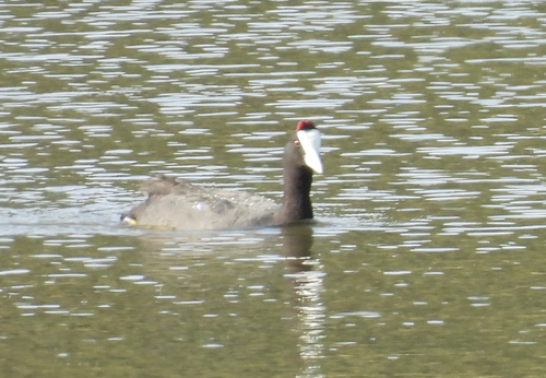 iNaturalist image