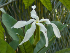 Tabernaemontana pachysiphon