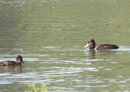 iNaturalist image