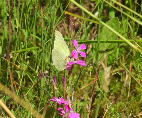 Common Brimstone