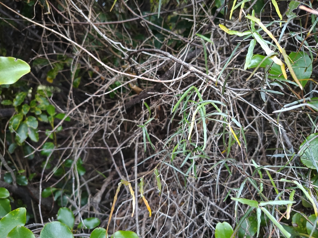 Parsonsia capsularis; photograph (c) Carl Ramirez, some rights reserved (CC BY)