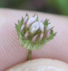 Trifolium microdon