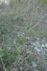 Vicia peregrina