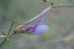 Vicia peregrina