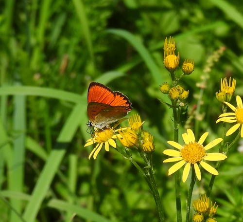 Scarce Copper