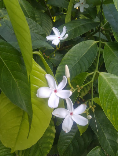 Kopsia