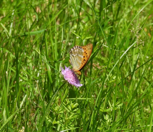 Silver-washed Fritillary