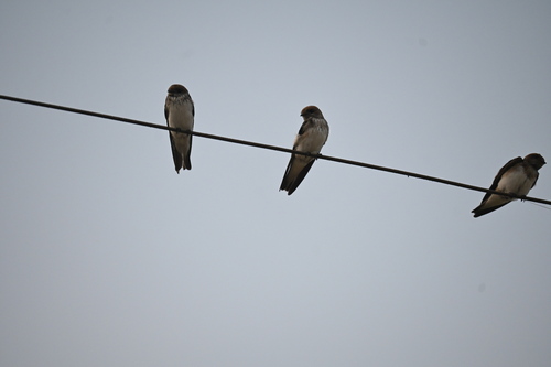 Streak-throated Swallow (Petrochelidon fluvicola), photo 2