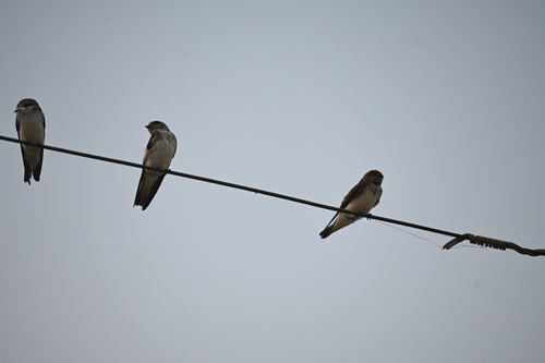 Streak-throated Swallow (Petrochelidon fluvicola), photo 3