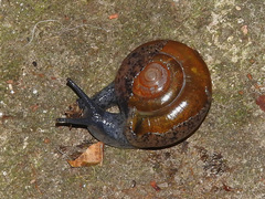 Macrochlamys superlita