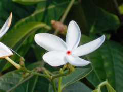 Kopsia singapurensis