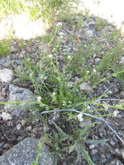Pectocarya heterocarpa