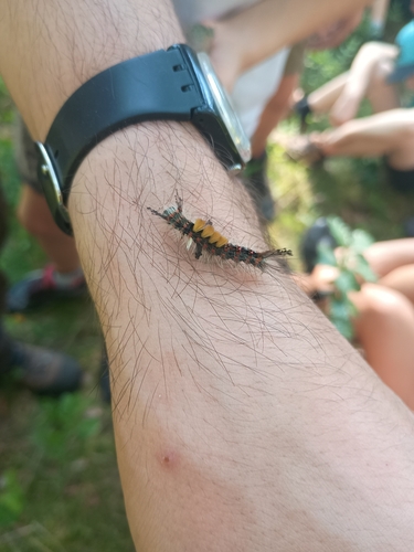 Rusty Tussock Moth