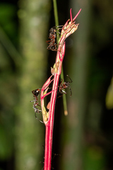 Dolichoderus attelaboides