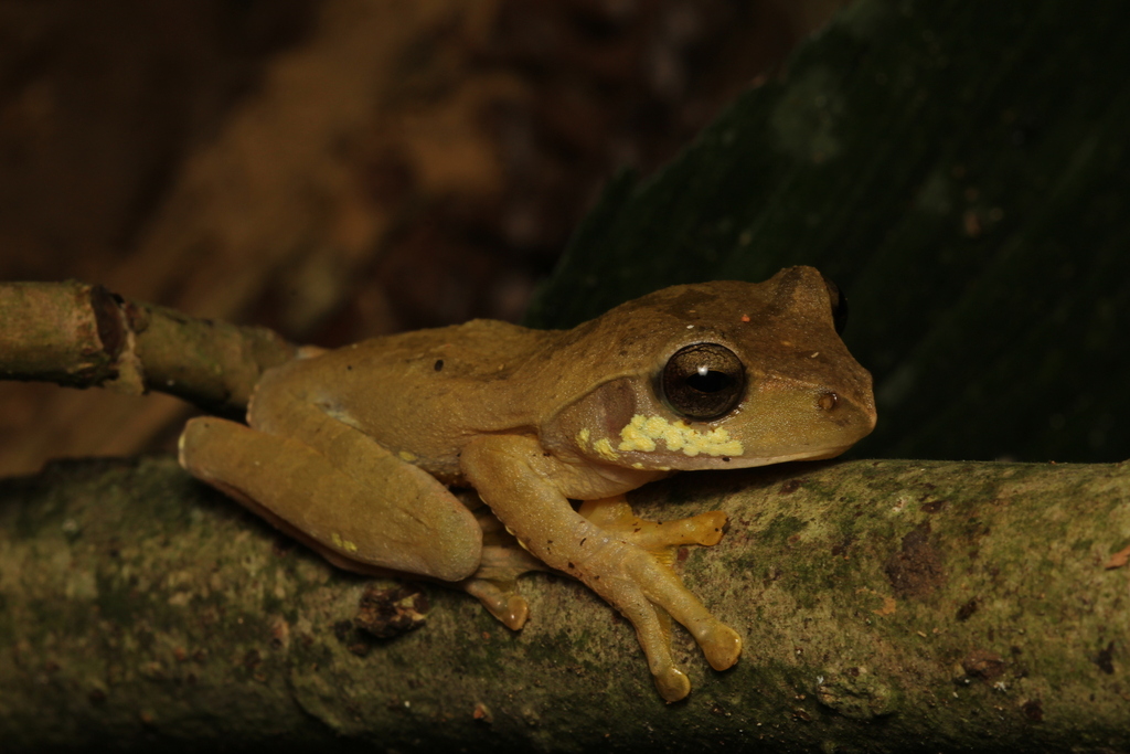 Rhacophorus hoabinhensis