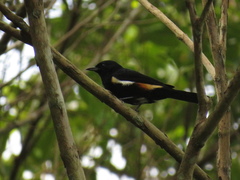 Tachyphonus surinamus