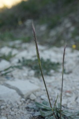Festuca ambigua