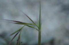 Festuca ambigua