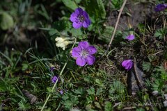 Wang.QG, CC BY, iNaturalist via GBIF Geranium donianum, photograph Wang.QG, CC BY, iNaturalist via GBIF