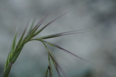 Festuca ambigua