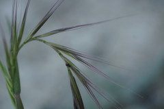 Festuca ambigua